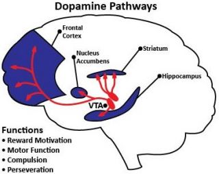 Qué es la dopamina, para qué sirve