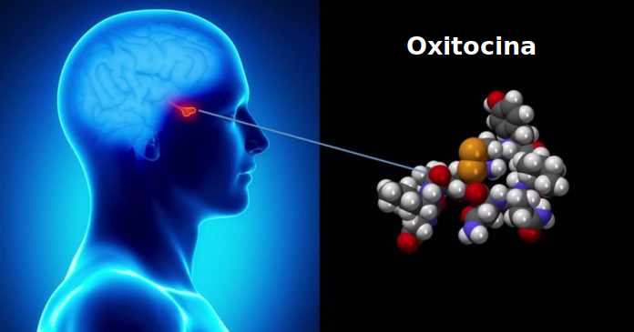 Función de la Oxitocina