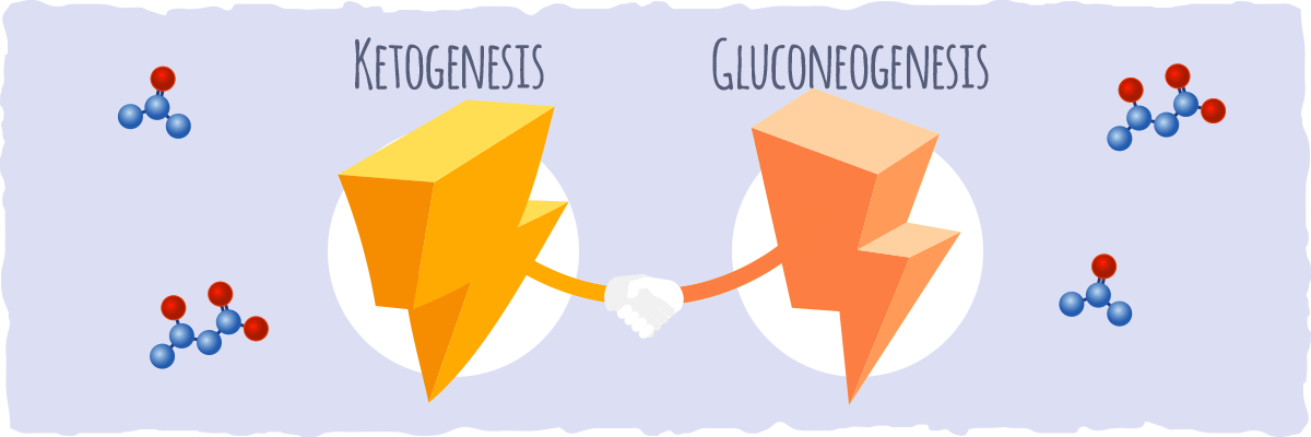 Ketogénesis y Glucogénesis
