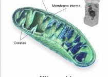mitocondrias, qué son?, para qué sirven?