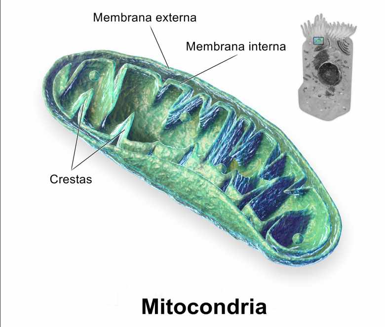 mitocondrias, qué son?, para qué sirven?