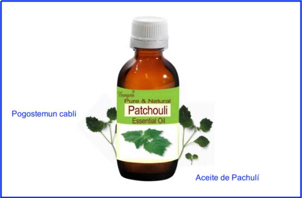 Aceite de Pachulí: usos, beneficios, efectos