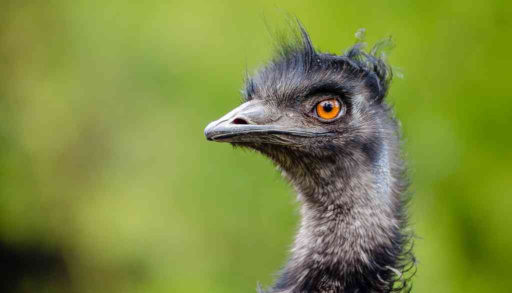 Beneficios del aceite de emú