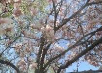 Beneficios para la salud de Magnolia officinalis, Efectos