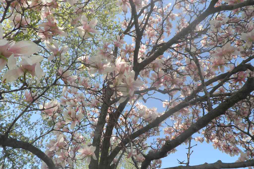 Beneficios de la corteza del árbol de magnolia