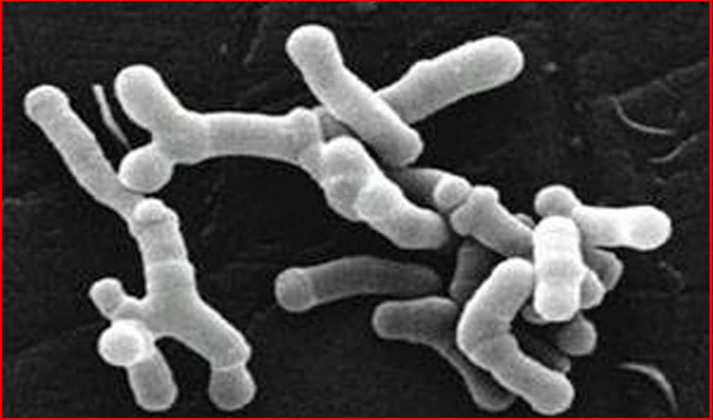 Bifidobacterium longum: beneficios con base científica