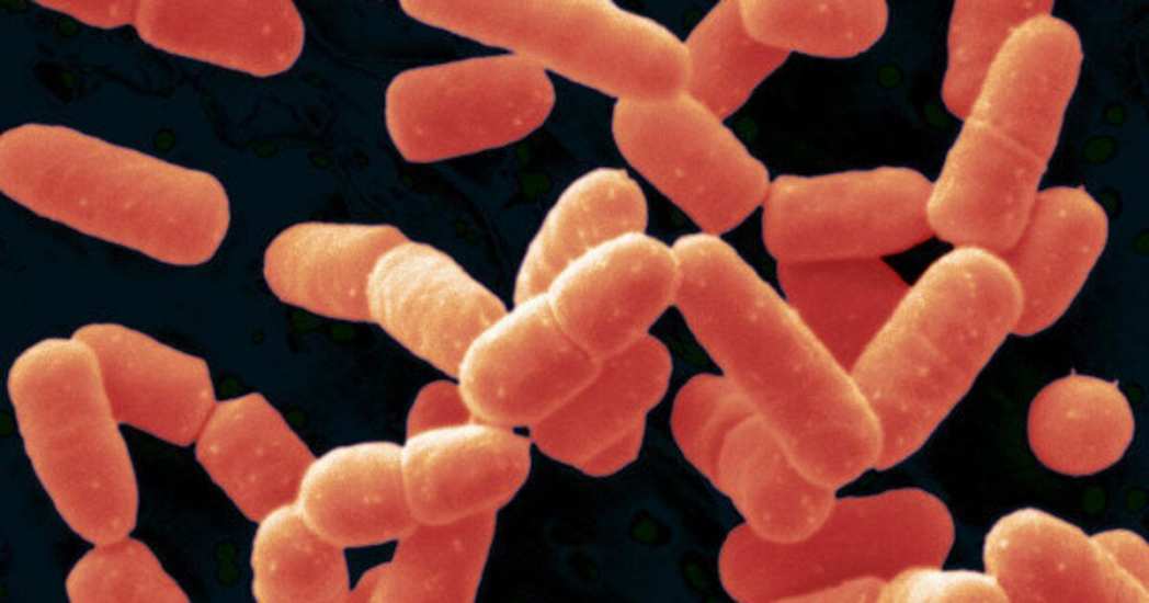 Beneficios del probiótico Bacillus coagulans para la salud humana