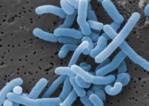 Beneficios para la salud del Lactobacillus paracasei