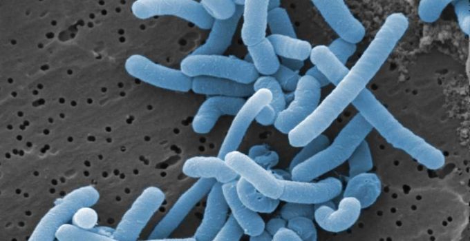 Beneficios para la salud del Lactobacillus paracasei