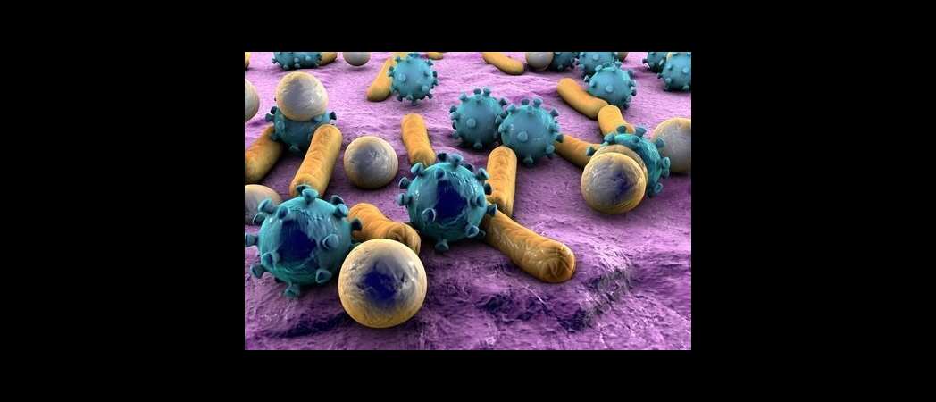 Lactobacillus johnsonii: beneficios y usos