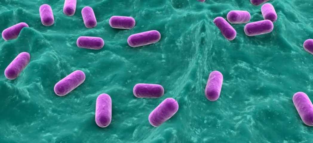 Lactobacillus gasseri: beneficios del probiótico milagroso
