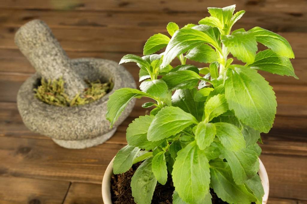 La stevia (Stevia rebaudiana): propiedades, usos, beneficios y efectos