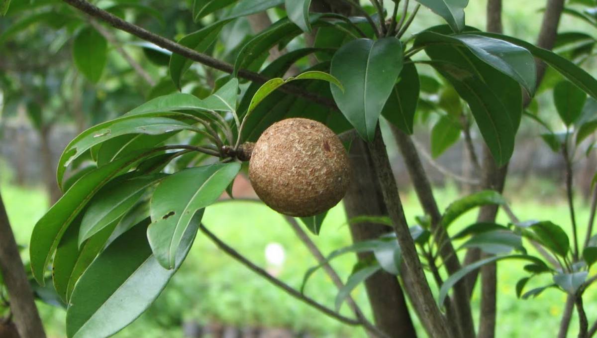 Zapote (fruta): propiedades, información nutricional y beneficios