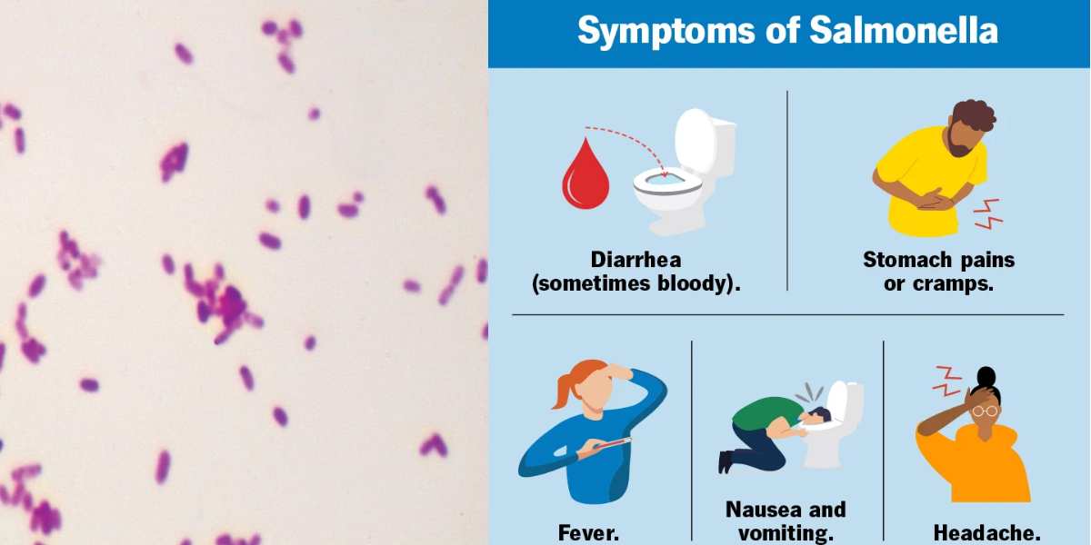 Salmonelosis: ¿qué es? síntomas y tratamiento