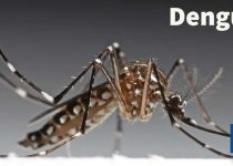 Dengue, síntomas, factores, dengue hemorrágico, cómo curar el dengue