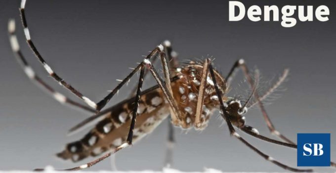 Dengue, síntomas, factores, dengue hemorrágico, cómo curar el dengue