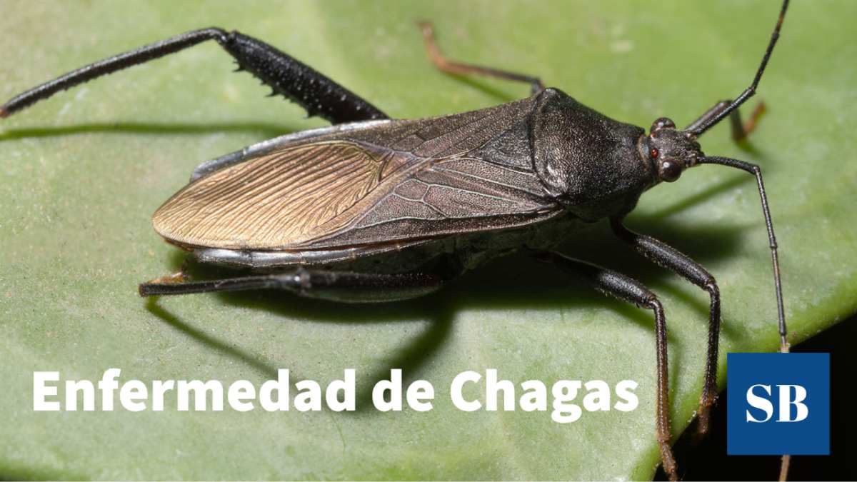Enfermedad de Chagas: ¿qué es? vectores, síntomas, tratamiento, prevención